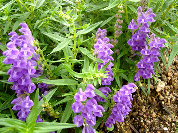 Scutellaria