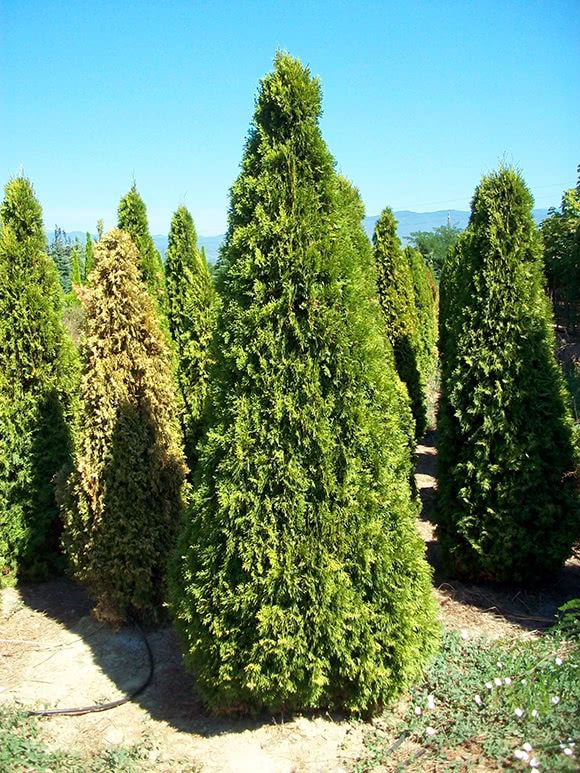 Thuja