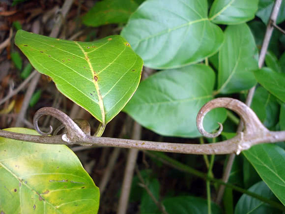 Uncaria
