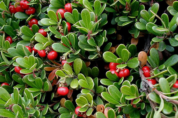 Uva ursina