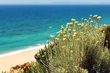 Piante officinali della Sardegna
