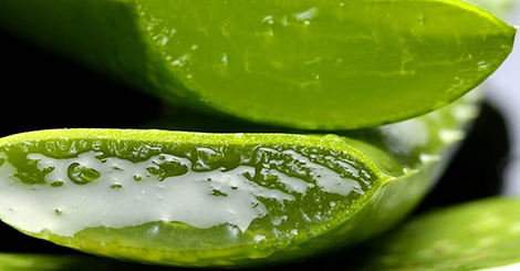 sockenwolle aloe vera Step 4 Color / Knuel 100g/420m LL / 75% Schurwolle/ 25% Polyamid/ Soc   Die Hkelschafe