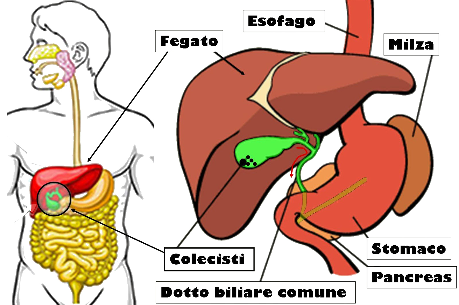 Calcoli Biliari Prevenirli E Contrastarli Con Le Erbe Amare