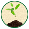 Alimenti naturali e Biologici - Semi oleaginosi e semi per germogli