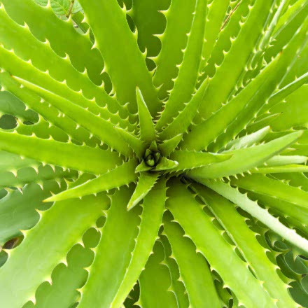 Prodotti all'Aloe Vera