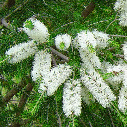 Prodotti all'olio essenziale di Melaleuca (Tea Tree Oil)