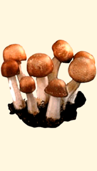 Agaricus blazei Murril (ABM)