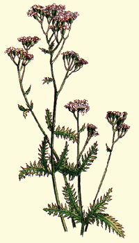 Achillea