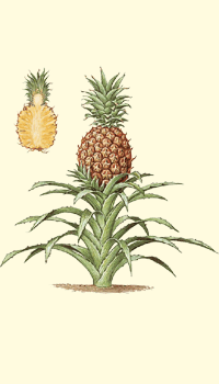 Ananas