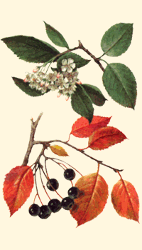 Aronia