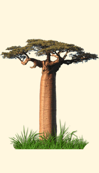 Baobab