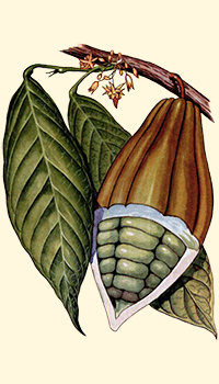 Cacao