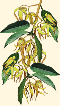 Cananga odorata (Ylang Ylang - Macassar)