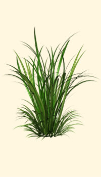 Citronella