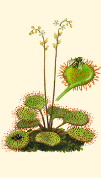 Drosera