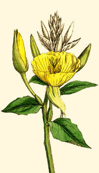 Enotera (Oenothera)