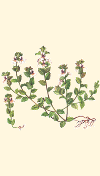 Erba Occhi (Euphrasia Officinalis) Tagliata Essiccata - 25g-200g, Per Infusi E Salute Occhi