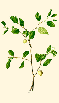 Giuggiolo