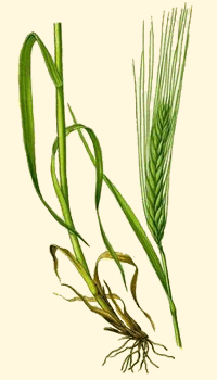 Grano