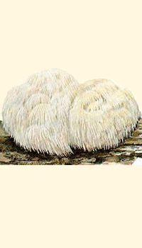 Hericium erinaceus