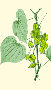 Igname (Dioscorea)