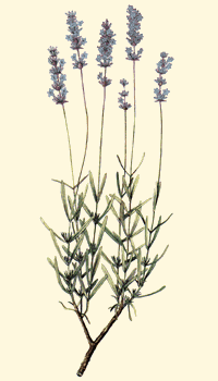 Lavanda