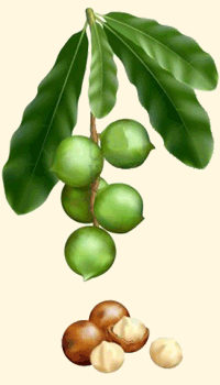 Macadamia