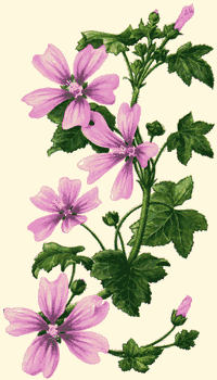 Malva