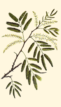 Mimosa tenuiflora (Tepezcohuite)