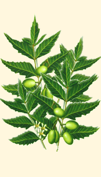 Neem (Azadirachta indica)