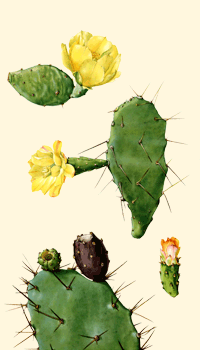 Opuntia (Fico d'India)