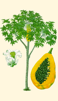 Papaya