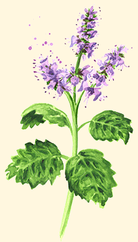 Patchouli