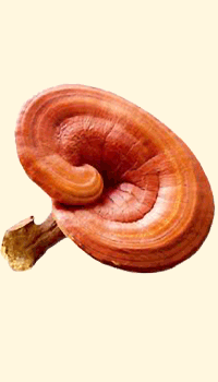 Reishi (Ganoderma lucidum)