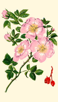 Rosa canina