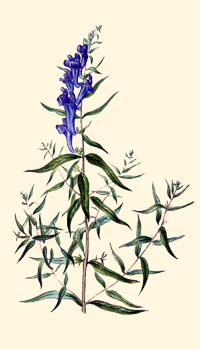 Scutellaria