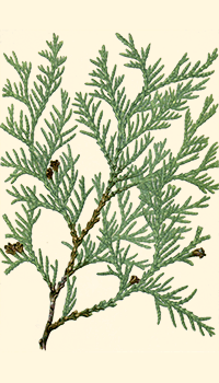 Thuja