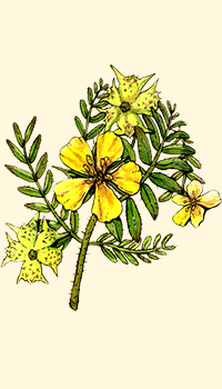 Tribolo (Tribulus terrestris)