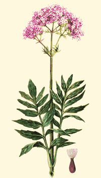 Valeriana