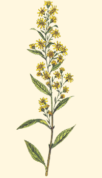 Verga d'Oro - Solidago