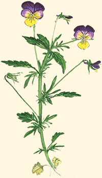 Viola del pensiero