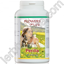 Perilla