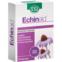 Echinaid