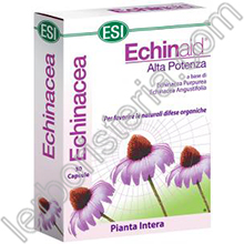 Echinaid